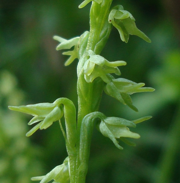 Herminium monorchis